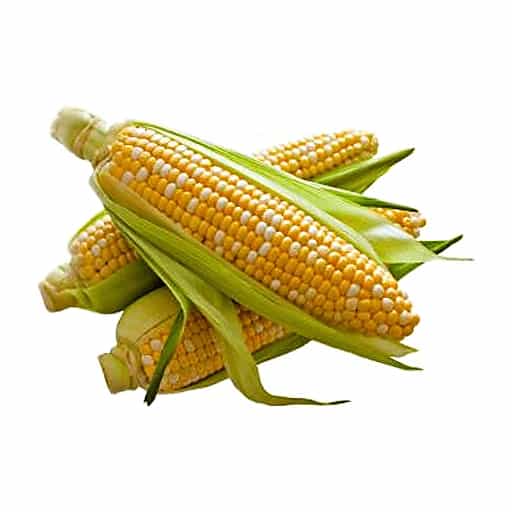 "local Grown" Yellow or Bi Color Corn - Food Fair